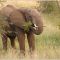 Afrikanischer-Elefant-(Loxodonta-africana)3