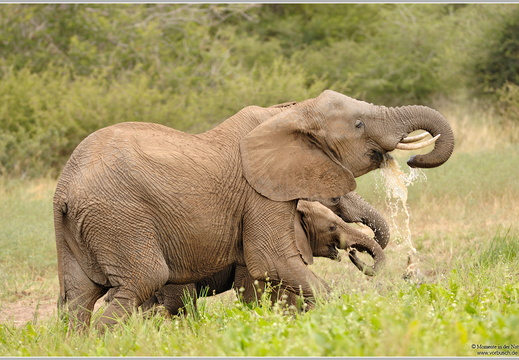 Afrikanischer-Elefant-(Loxodonta-africana)4