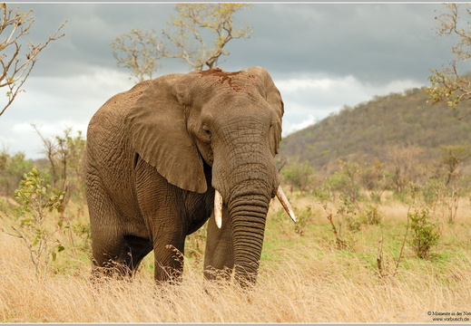 Afrikanischer-Elefant-(Loxodonta-africana)5