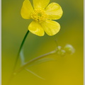 Hahnenfuss-(Ranunculus-sp.)