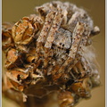 Körbchenspinne (Agalenatea redii)