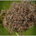 Junge Listspinnen (Pisaura mirabilis)