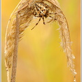 Kreuzspinne (Araneus sp.)