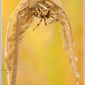 Kreuzspinne-(Araneus-sp_).jpg
