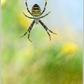 Wespenspinne-(Argiope-bruennichi)16.jpg