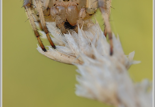Vierfleckkreuzspinne (Araneus quadratus)