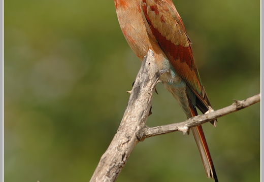 Carmine Bee-eater, Karminspint (Merops nubicoides)