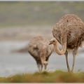 Afrikanischer-Strauß-(Struthio-camelus)2.jpg