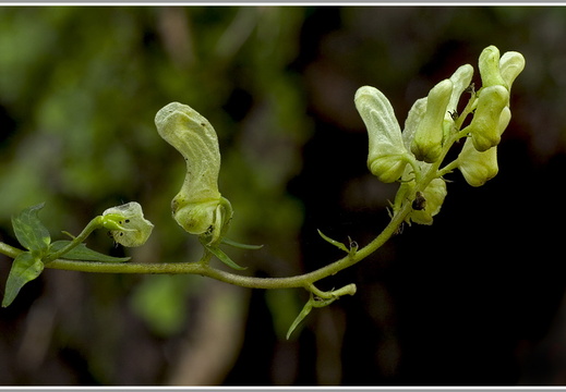 Gelber Eisenhut (Aconitum vulparia)