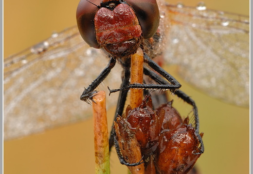 Blutrote Heidelibelle (Sympetrum sanguineum)