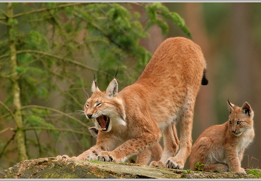 Luchs (Lynx lynx) 