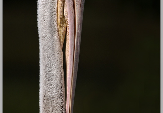 Rötelpelikan (Pelecanus rufescens)