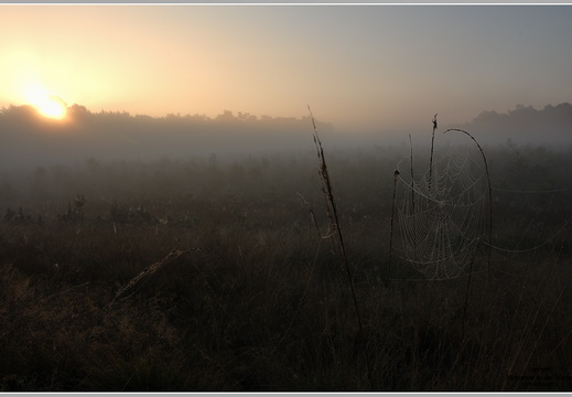 Morgens im Moor