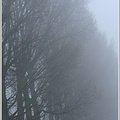 Nebelstimmung am Niederrhein