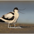 Säbelschnäbler-(Recurvirostra-avosetta)10.jpg