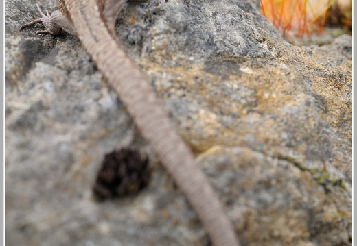 Waldeidechse (Zootoca vivipara)