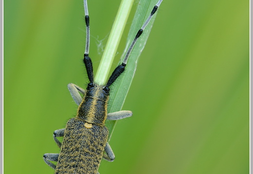 Distelbock (Agapanthia villosoviridescens)