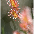 Mittlerer Sonnentau (Drosera intermedia)