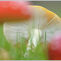Vergänglichkeit - Fliegenpilz (Amanita muscaria)