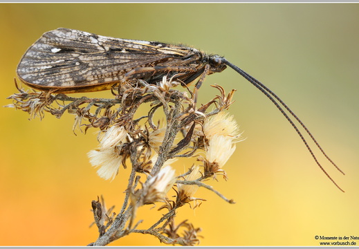 Köcherfliege (Phryganea bipunctata)