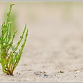 Europäischer Queller (Salicornia europaea)