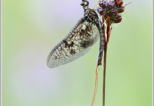 Eintagsfliege (Ephemeroptera)