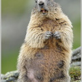Alpenmurmeltier-(Marmota-marmota).jpg