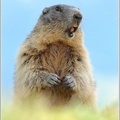 Alpenmurmeltier-(Marmota-marmota)4.jpg