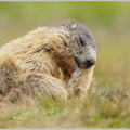 Alpenmurmeltier-(Marmota-marmota)5.jpg