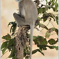 Hanuman-Langur (Semnopithecus)