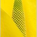 Amerikanischer Riesanaronstab (Lysichiton americanus)