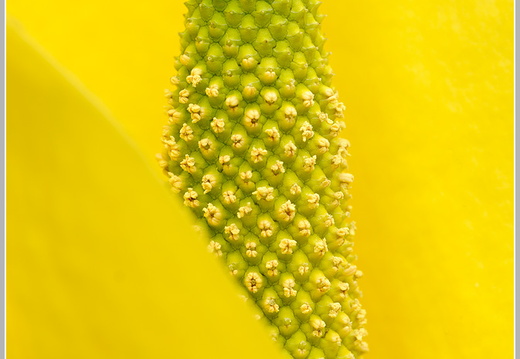 Amerikanischer Riesanaronstab (Lysichiton americanus)