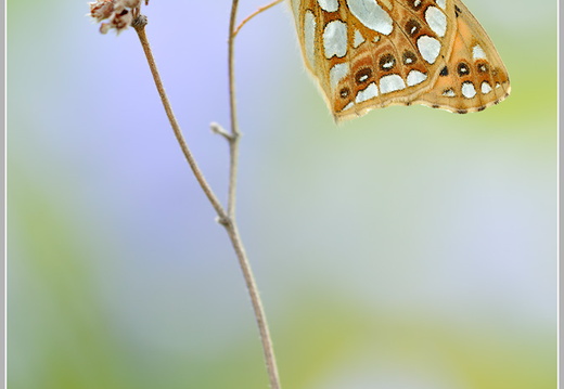 Kleiner Perlmutterfalter (Argynnis lathonia)