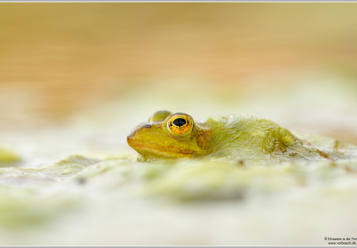 Kleiner Wasserfrosch (Rana lessonae)