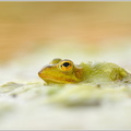 Kleiner-Wasserfrosch-(Rana-lessonae)3.jpg