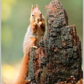 Eichhörnchen-(Sciurus-vulgaris)15.jpg