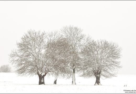 Winterbaum mit Blässgänsen (Anser albifrons)