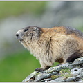  Alpenmurmeltier (Marmota marmota)