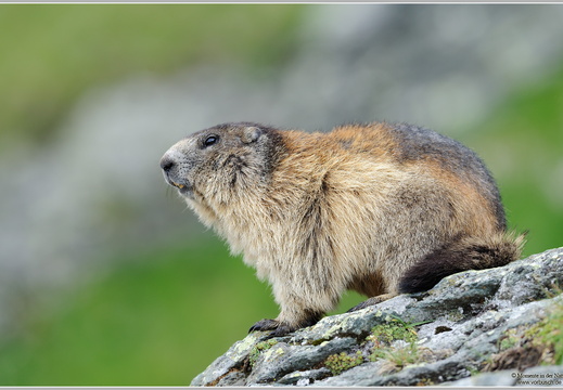  Alpenmurmeltier (Marmota marmota)