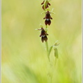Fliegen-Ragwurz-(Ophrys-insectifera).jpg