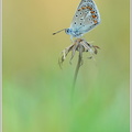 Gemeiner-Blauling-(Polyommatus-icarus)11.jpg