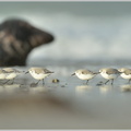 Sanderling-(Calidris-alba)5.jpg