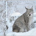 Luchs-(Lynx-Iynx)33.jpg