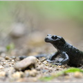 Alpensalamander-(Salamandra-atra).jpg
