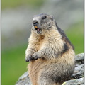 Alpenmurmeltier-(Marmota-marmota)14.jpg
