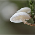 Buchenschleimrübling (Oudemansiella mucida)