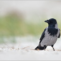 Nebelkrähe-(Corvus-corone-cornix)6~0.jpg