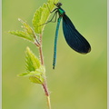 Blauflügel-Prachtlibelle-(Calopteryx-virgo)6.jpg