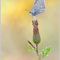 Gemeiner-Blauling-(Polyommatus-icarus)12.jpg