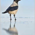 Nebelkrähe-(Corvus-corone-cornix)9.jpg